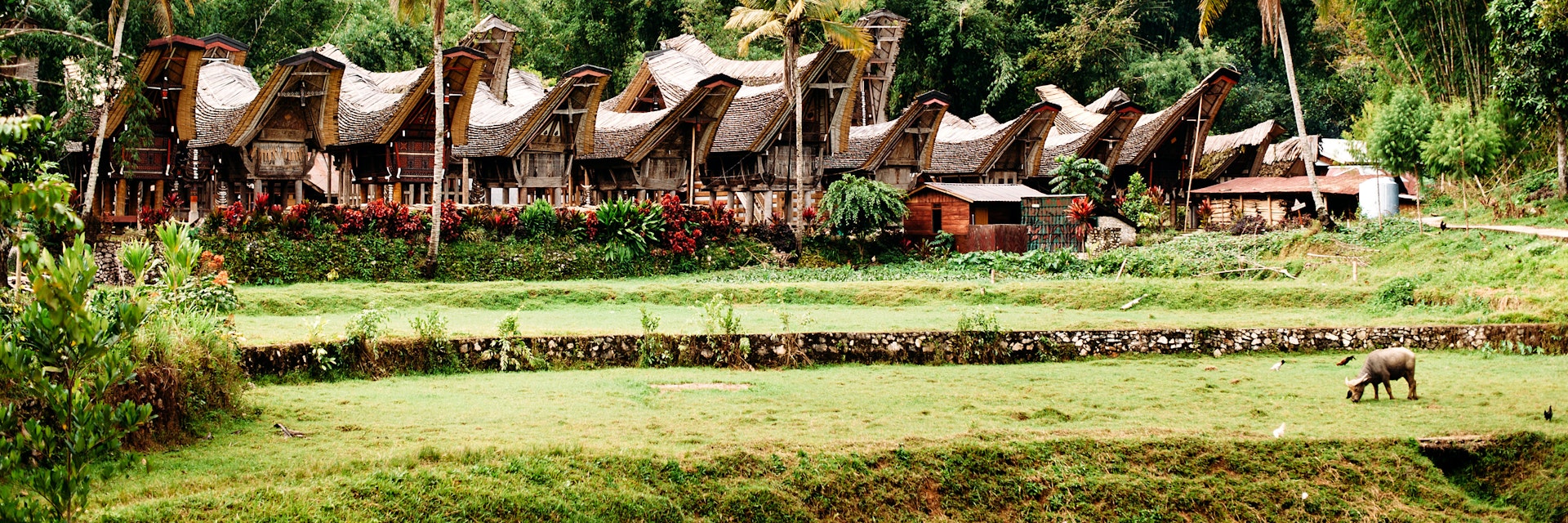 Traditional Tana Toraja village with buffalo in the foreground , tongkonan houses and buildings. Kete Kesu, Rantepao, Sulawesi, Indonesia