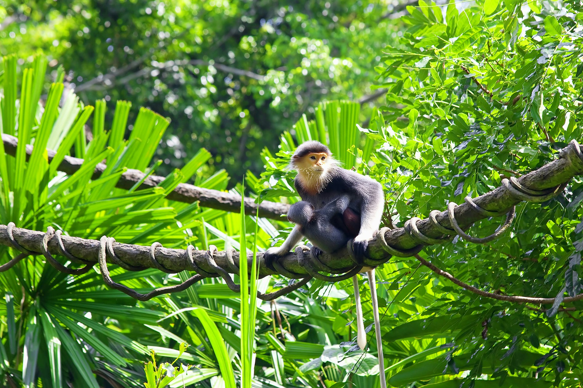 A douc monkey in the Cambodian rainforest