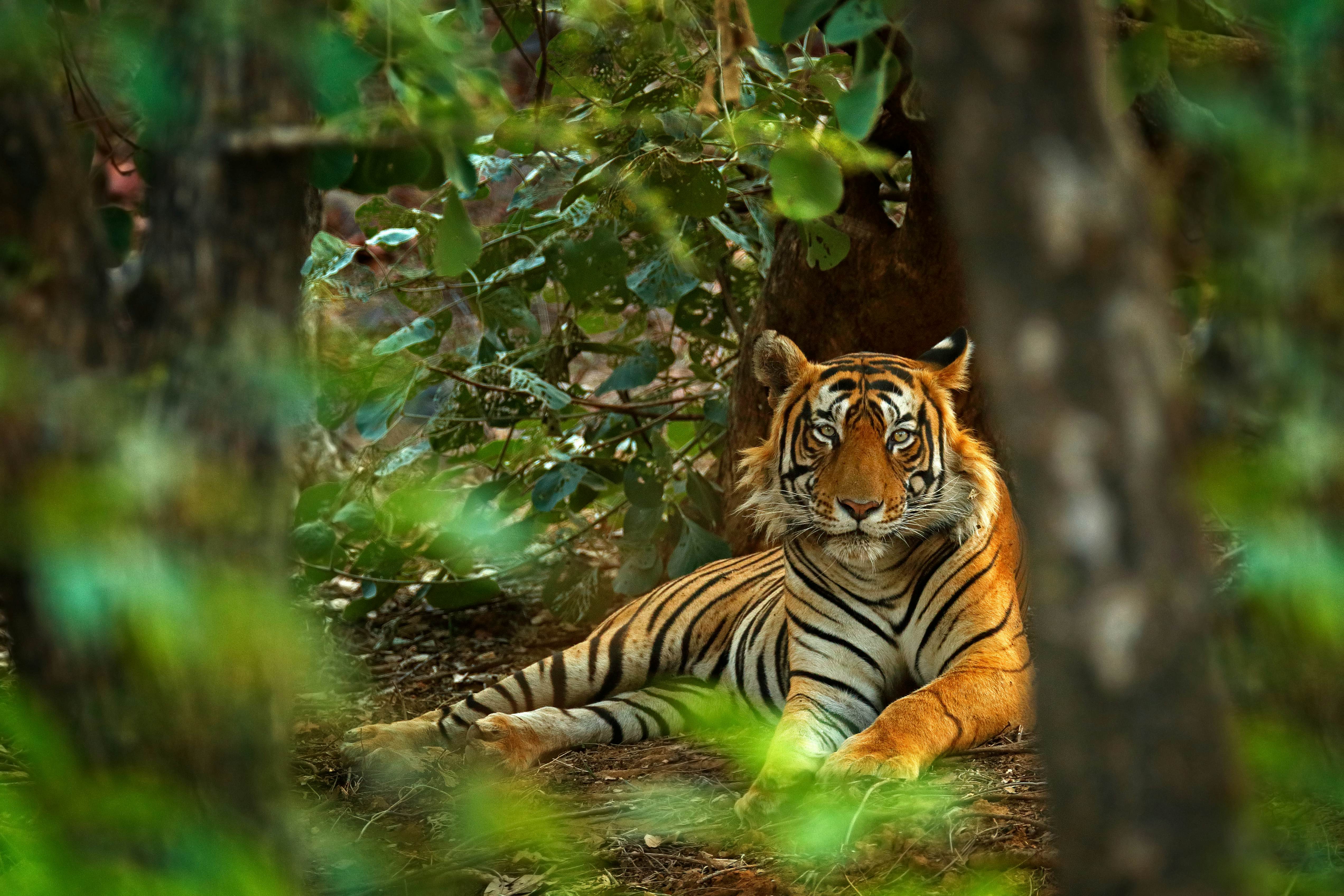 Free: Four scene of tiger living in the forest illustration - nohat.cc