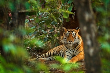 Male Indian tiger lying on the forest floor in Ranthambore at the beginning of the monsoon.