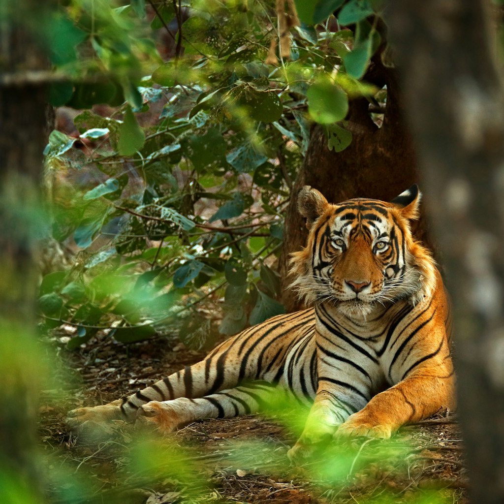 Male Indian tiger lying on the forest floor in Ranthambore at the beginning of the monsoon.