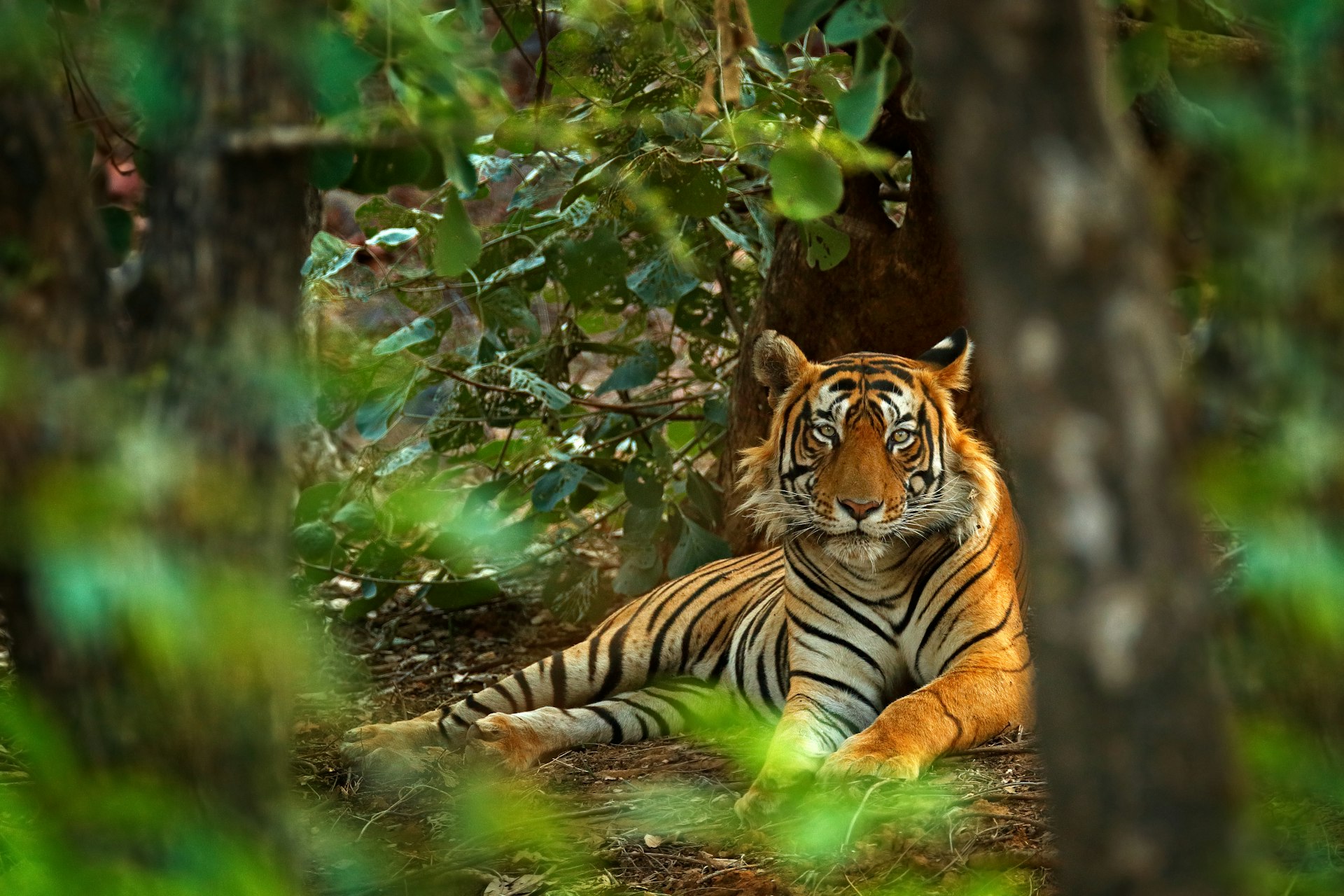 Male Indian tiger lying on the forest floor in Ranthambore National Park Indiaat the beginning of the monsoon.