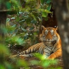 Male Indian tiger lying on the forest floor in Ranthambore at the beginning of the monsoon.