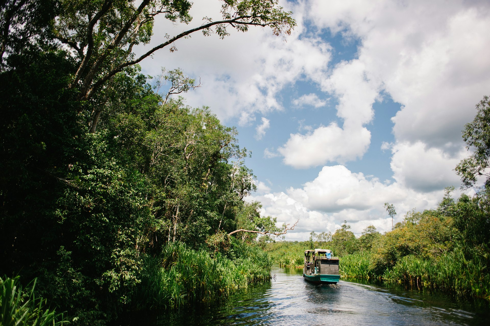 A klotok (a traditional river boat) travels on a river in Tanjung Puting National Park