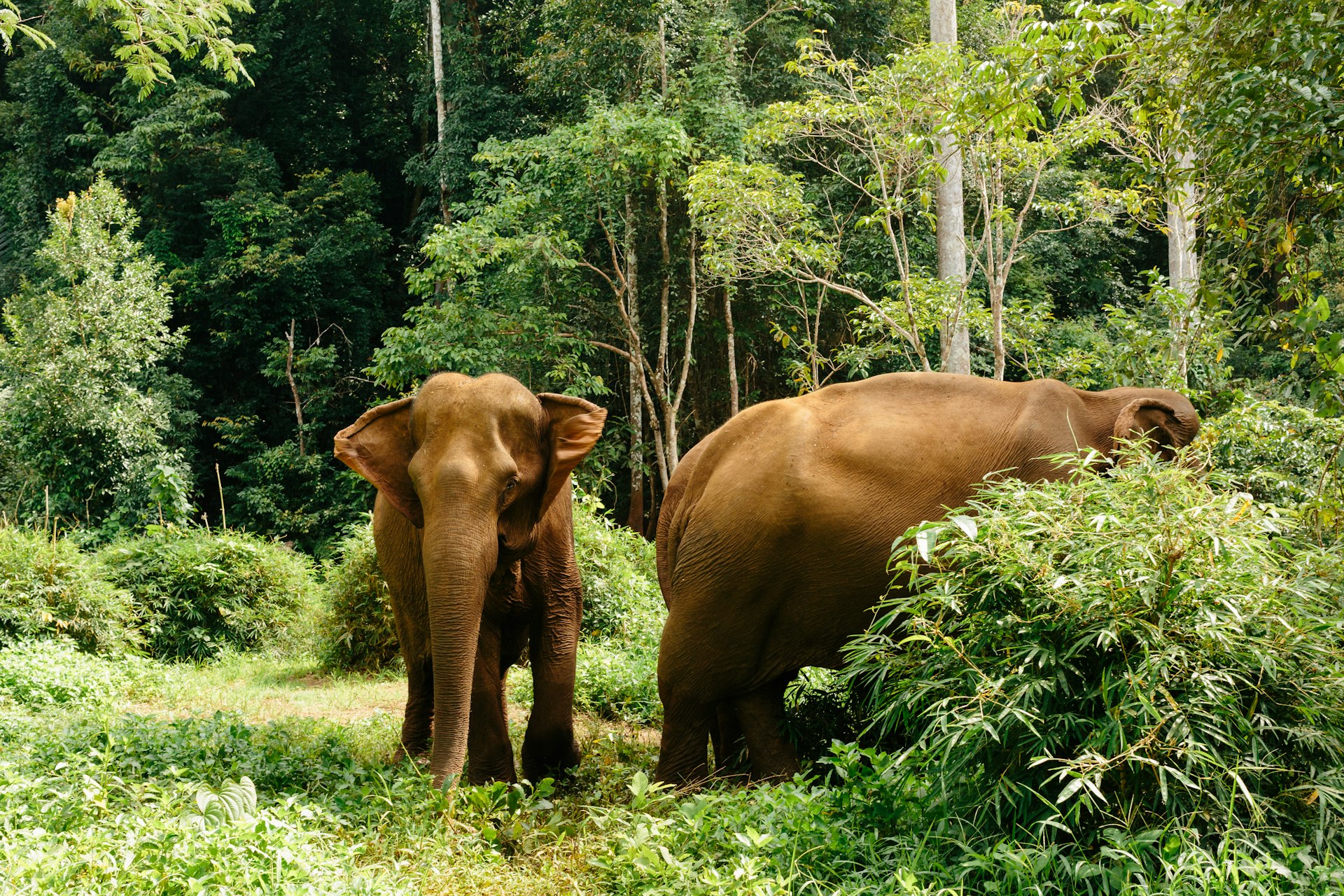 Two elephants in the jungle 