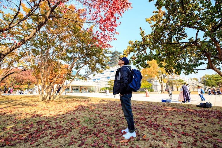 A man looks up at a tree at Gyeongbokgung Palace during autumn, Seoul, South Korea