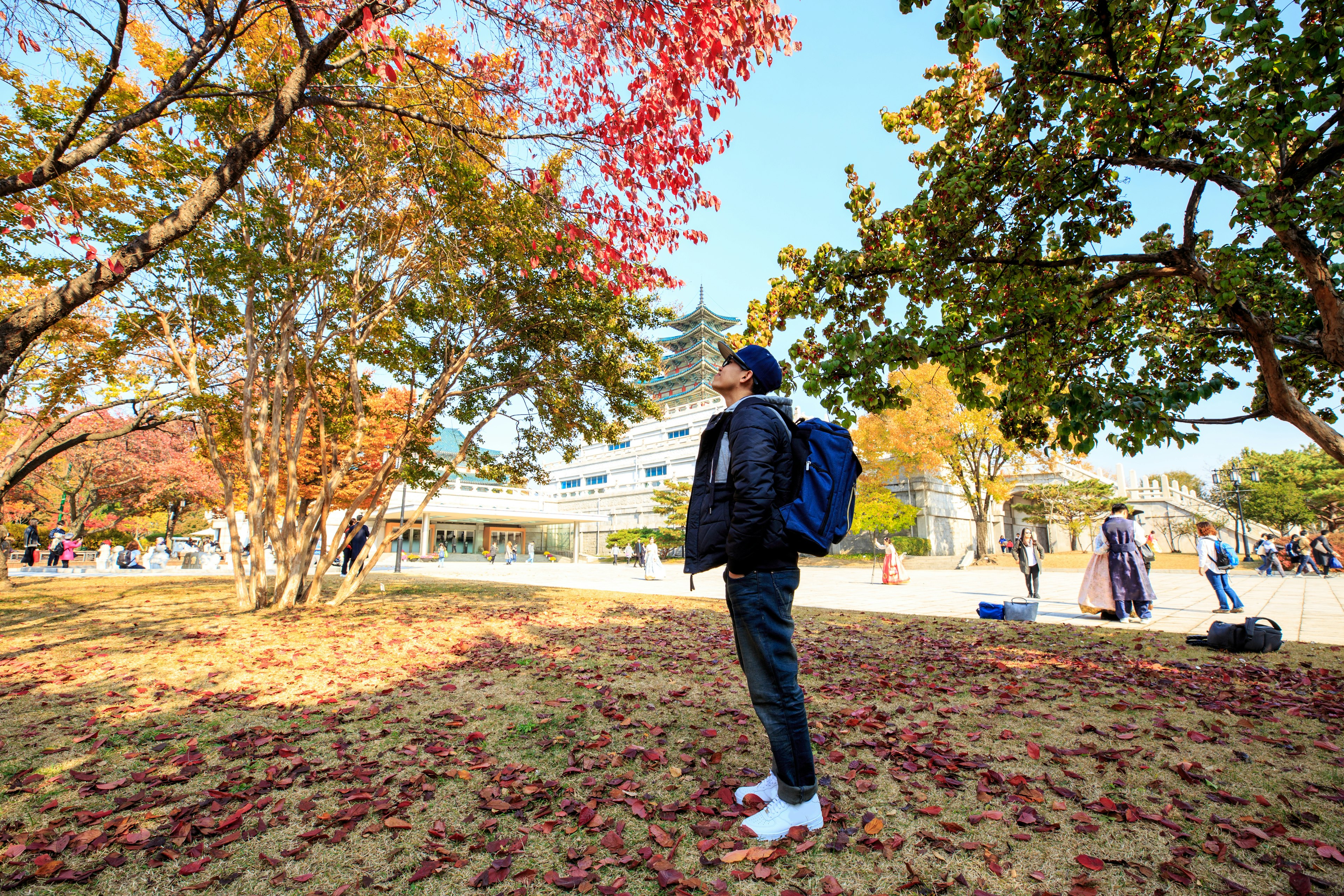 A man looks up at the red-colored leaves of a tree during a sunny autumn day