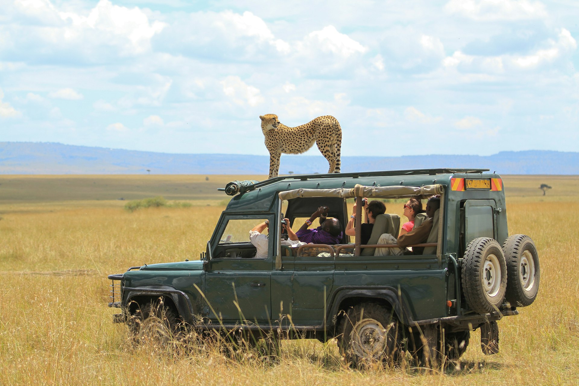 Cheetah interacts with a safari vehicle in Maasai Mara, Kenya