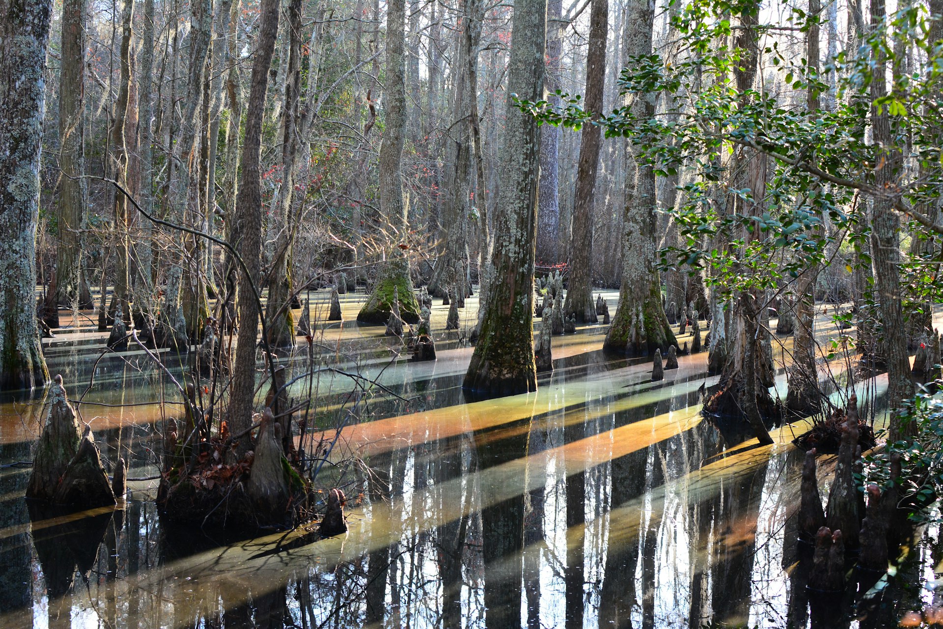 Rainbow light effects reflected on the cypress swamp of First Landing State Park, Virginia Beach, VA