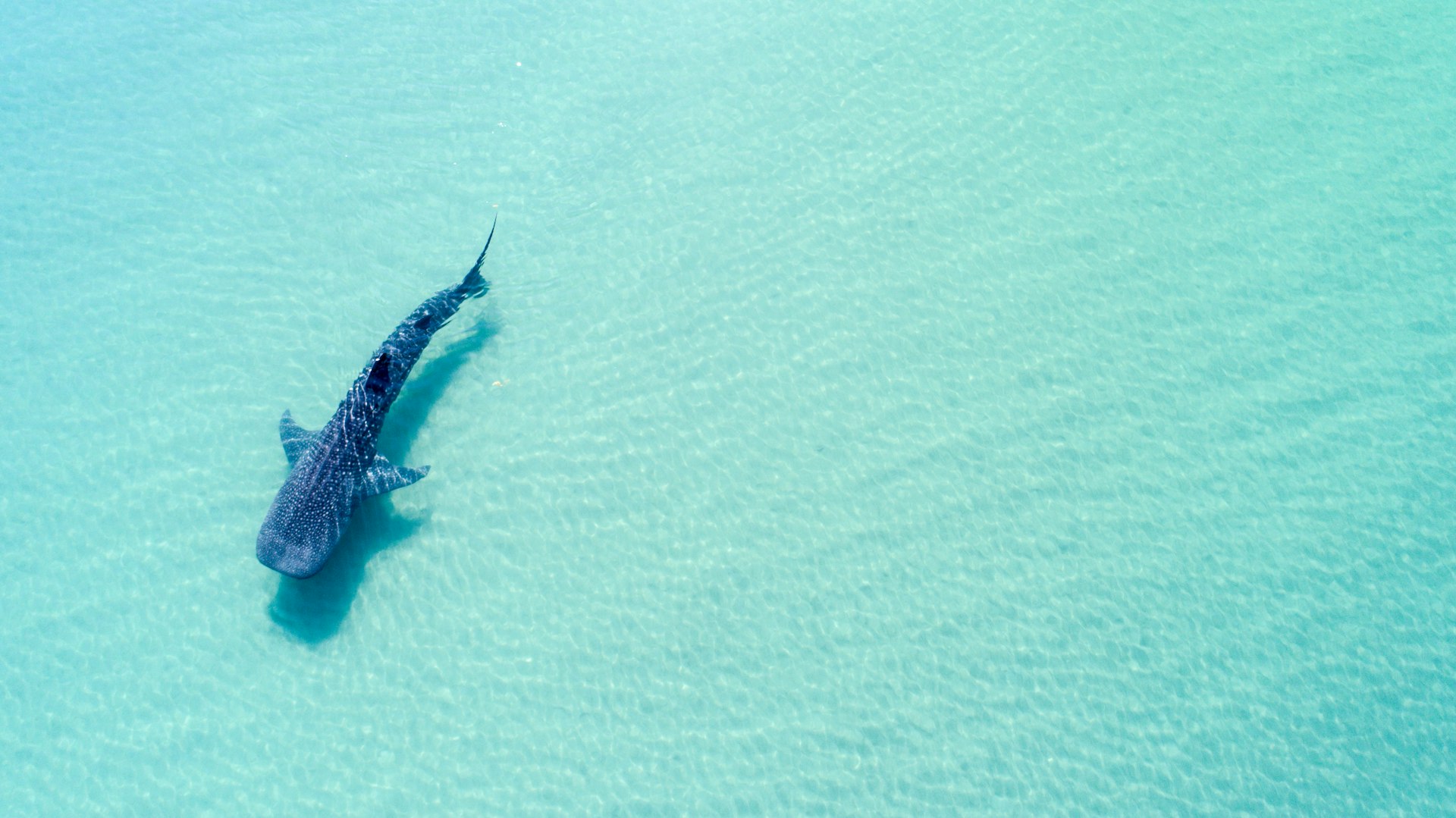 A whale shark (rhincodon typus), the biggest fish in the ocean, seen from above in the waters off of La Pas, Baja California Sur
