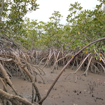 Mangrove trees in Kiang West National Park Gambia, Africa; Shutterstock ID 1269786187; your: Erin Lenczycki; gl: 65050; netsuite: Online Editorial; full: Destination Update