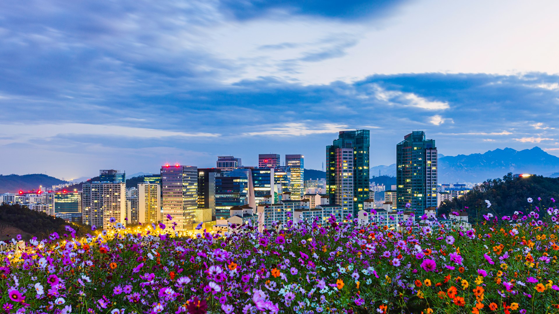 Pink and purple cosmos blossoms at Hanseul Park at dawn, with the Seoul skyline in the background