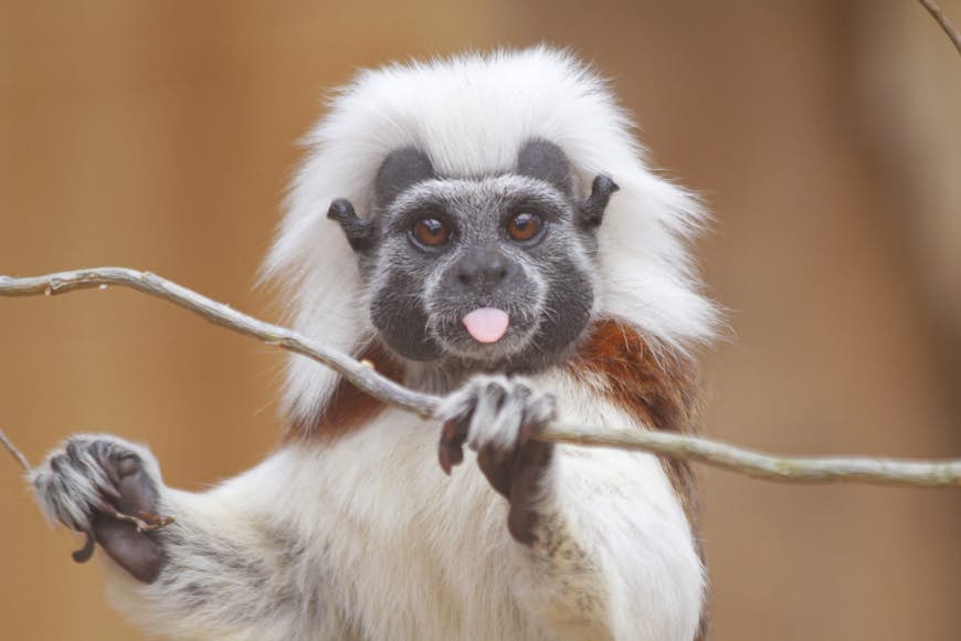 A cotton-top tamarin (Saguinus oedipus) faces the camera and sticks its tongue out 