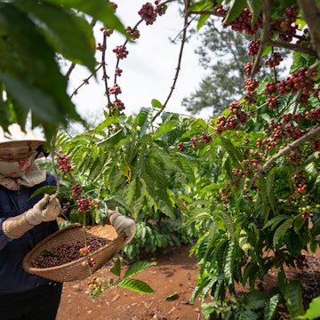 Red Beans of Arabica and Robusta tree in Coffee plantation, Buon Me Thuot, Dak Lak, Vietnam.; Shutterstock ID 1572052135; your: Erin Lenczycki; gl: 65050; netsuite: Online Editorial; full: Destination Update