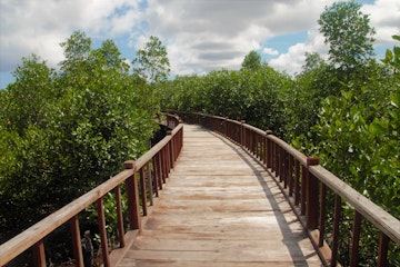 Mangrove Forest at Sorong City; Shutterstock ID 1601201425; your: Erin Lenczycki; gl: 65050; netsuite: Online Editorial; full: Destination