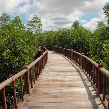 Mangrove Forest at Sorong City; Shutterstock ID 1601201425; your: Erin Lenczycki; gl: 65050; netsuite: Online Editorial; full: Destination
