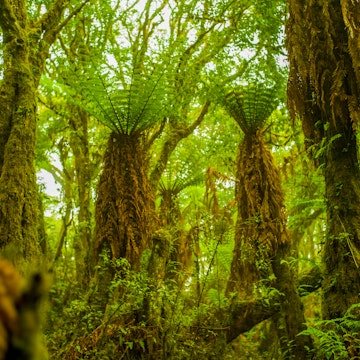 Forest of Giant Fern Trees with Green Leaves that Give Shadows Because of their Huge Magnitude in Samaipata, Santa Cruz / Bolivia; Shutterstock ID 1696579873; your: Brian Healy; gl: 65050; netsuite: Lonely Planet Online Editorial; full: Best hikes in Bolivia