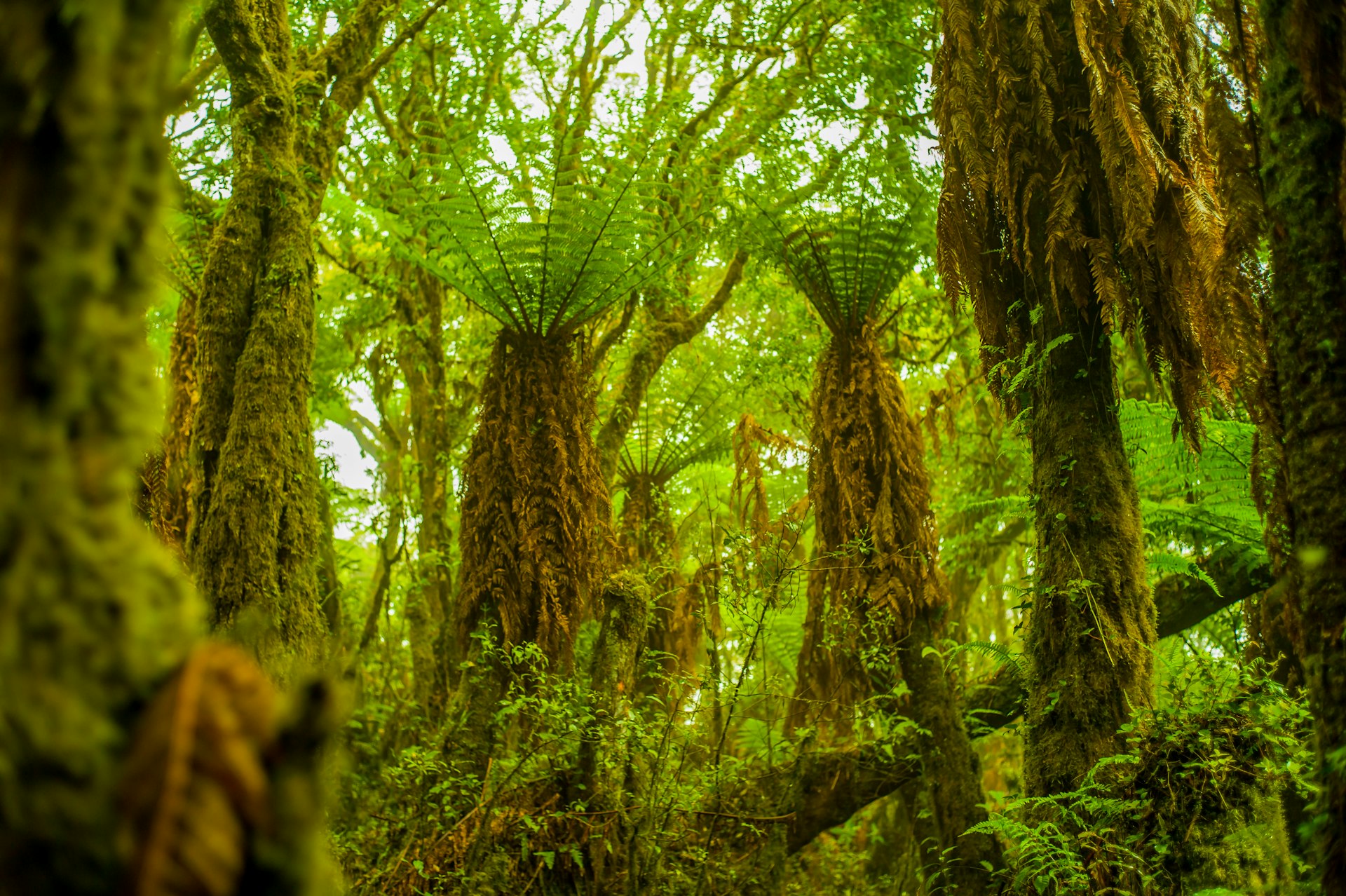 A forest of giant green ferns in Samaipata, Santa Cruz, Bolivia, South America