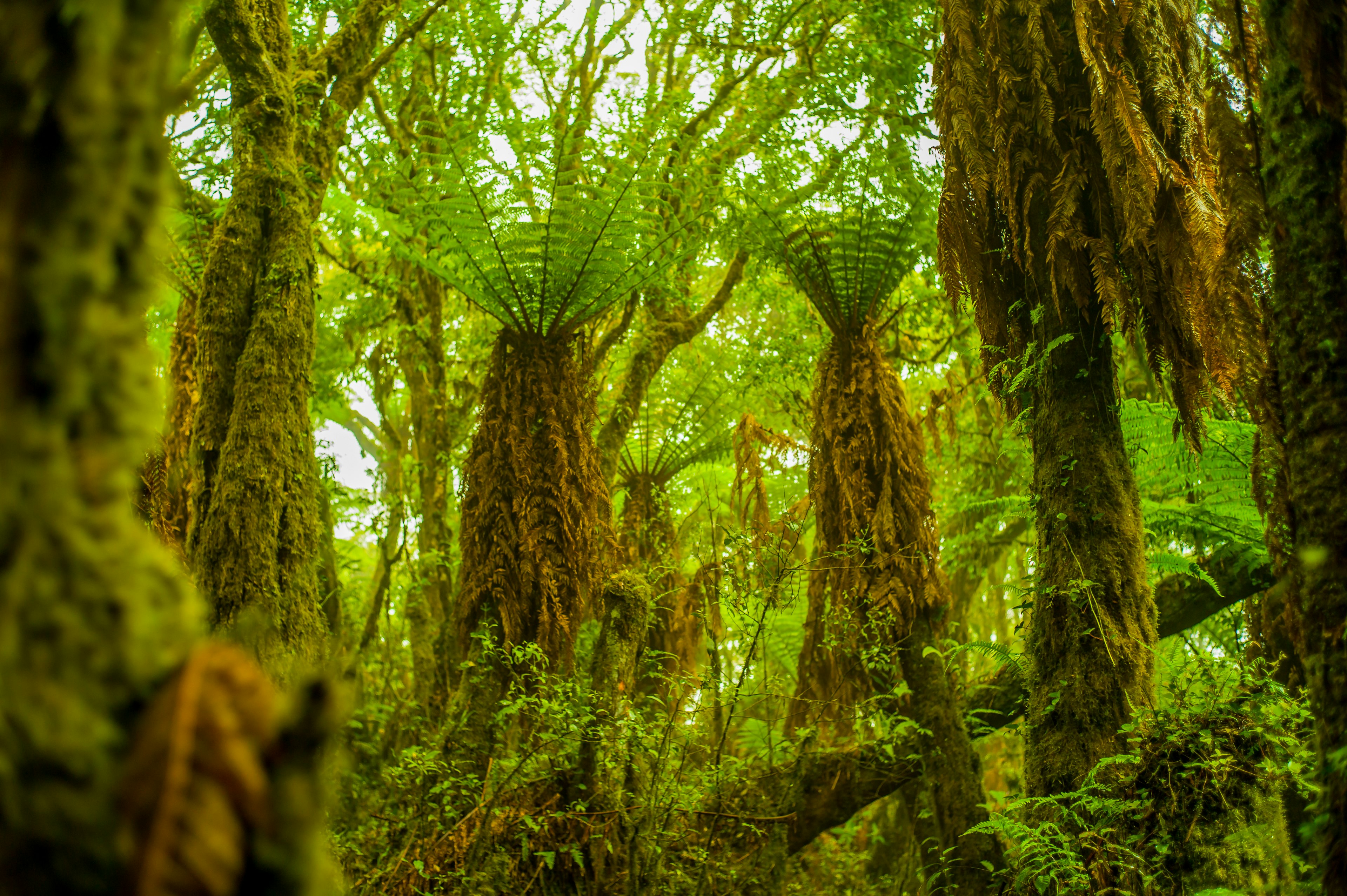 A forest of giant green ferns in Samaipata, Santa Cruz, Bolivia, South America