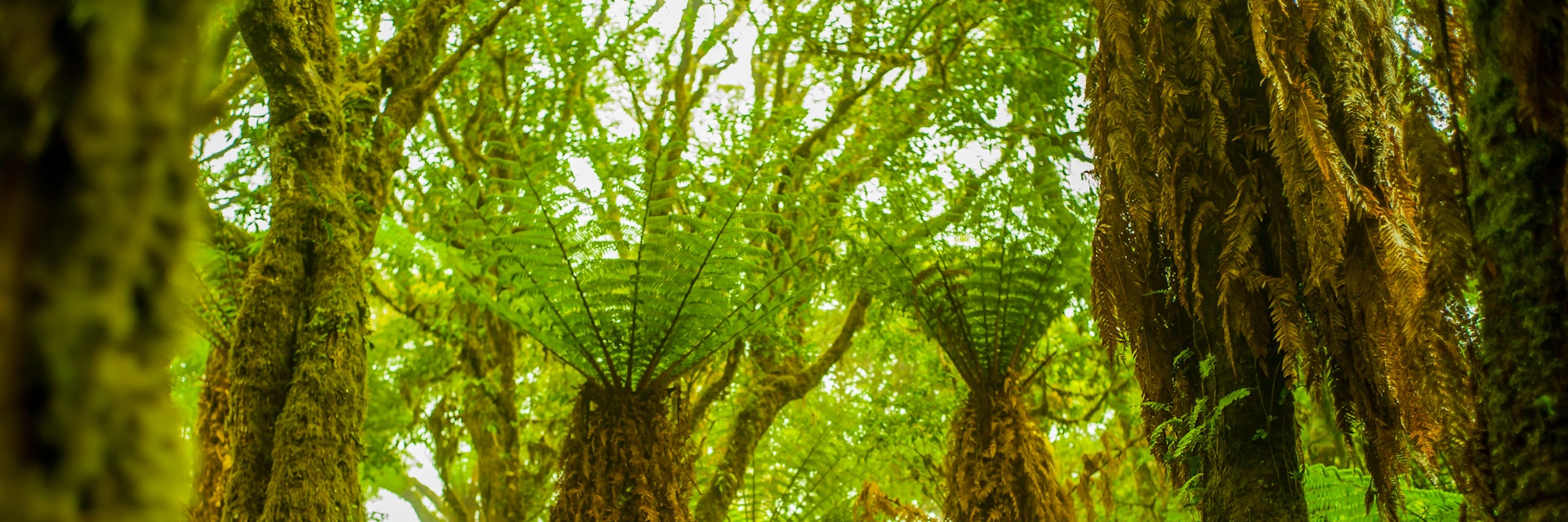 Forest of Giant Fern Trees with Green Leaves that Give Shadows Because of their Huge Magnitude in Samaipata, Santa Cruz / Bolivia; Shutterstock ID 1696579873; your: Brian Healy; gl: 65050; netsuite: Lonely Planet Online Editorial; full: Best hikes in Bolivia