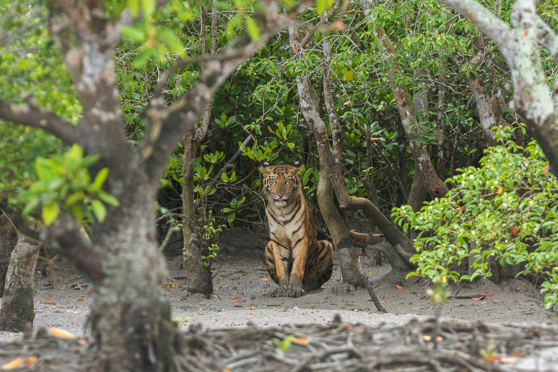 A Bengal tiger with muddy paws sits on the edge of a mangrove forest