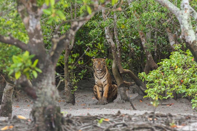 Young male Bengal Tiger sitting in a cute posture on the forest edge at Sundarban Tiger Reserve, West Bengal, India; Shutterstock ID 1812334351; your: Brian Healy; gl: 65050; netsuite: Lonely Planet Online Editorial; full: Best things to do in India