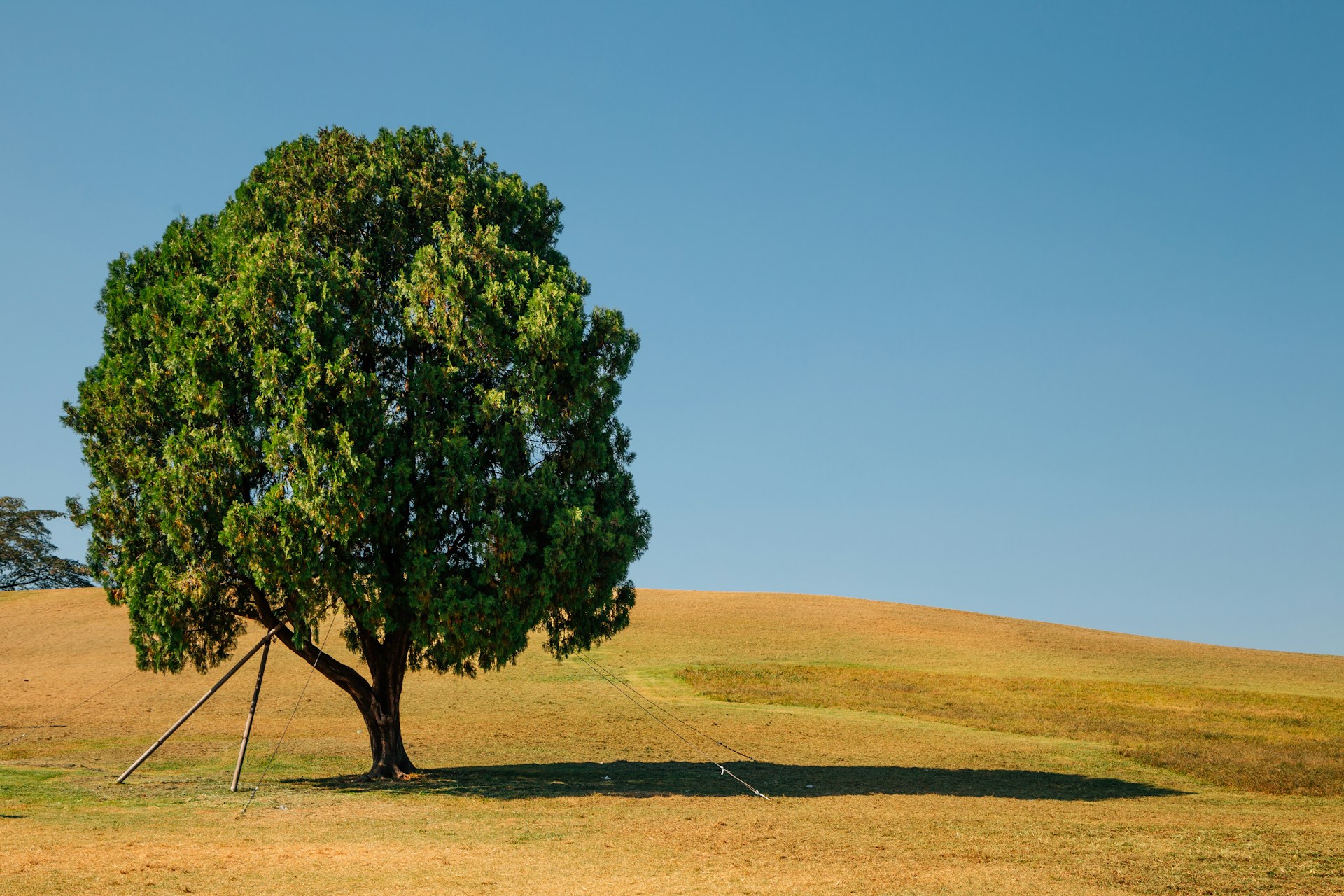 One Tree Hill: A single tree on a brown field in Olympic Park, Seoul, South Korea