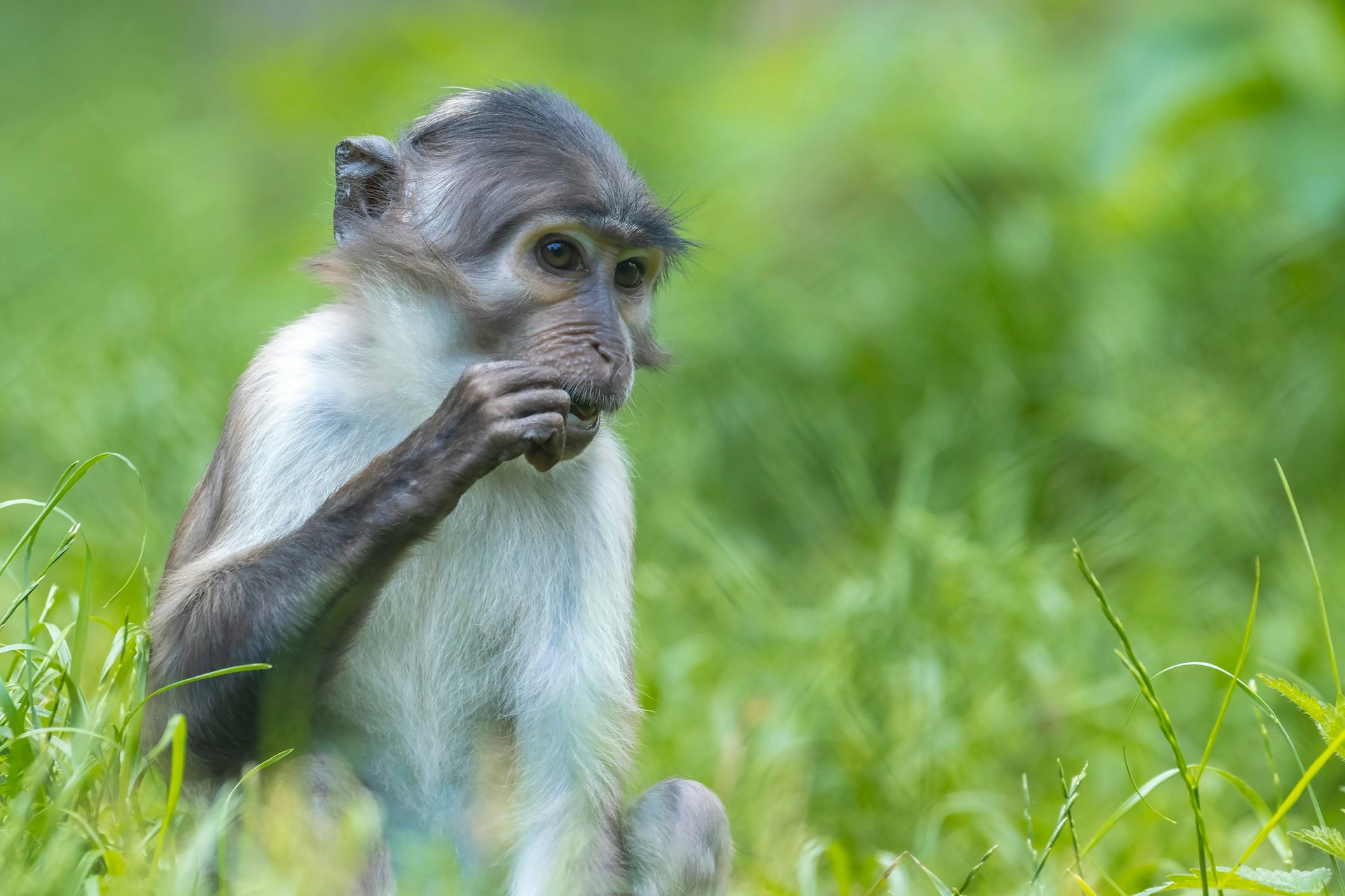 White-naped mangabey, Cercocebus atys lunulatus, eating leaves while sitting in grass