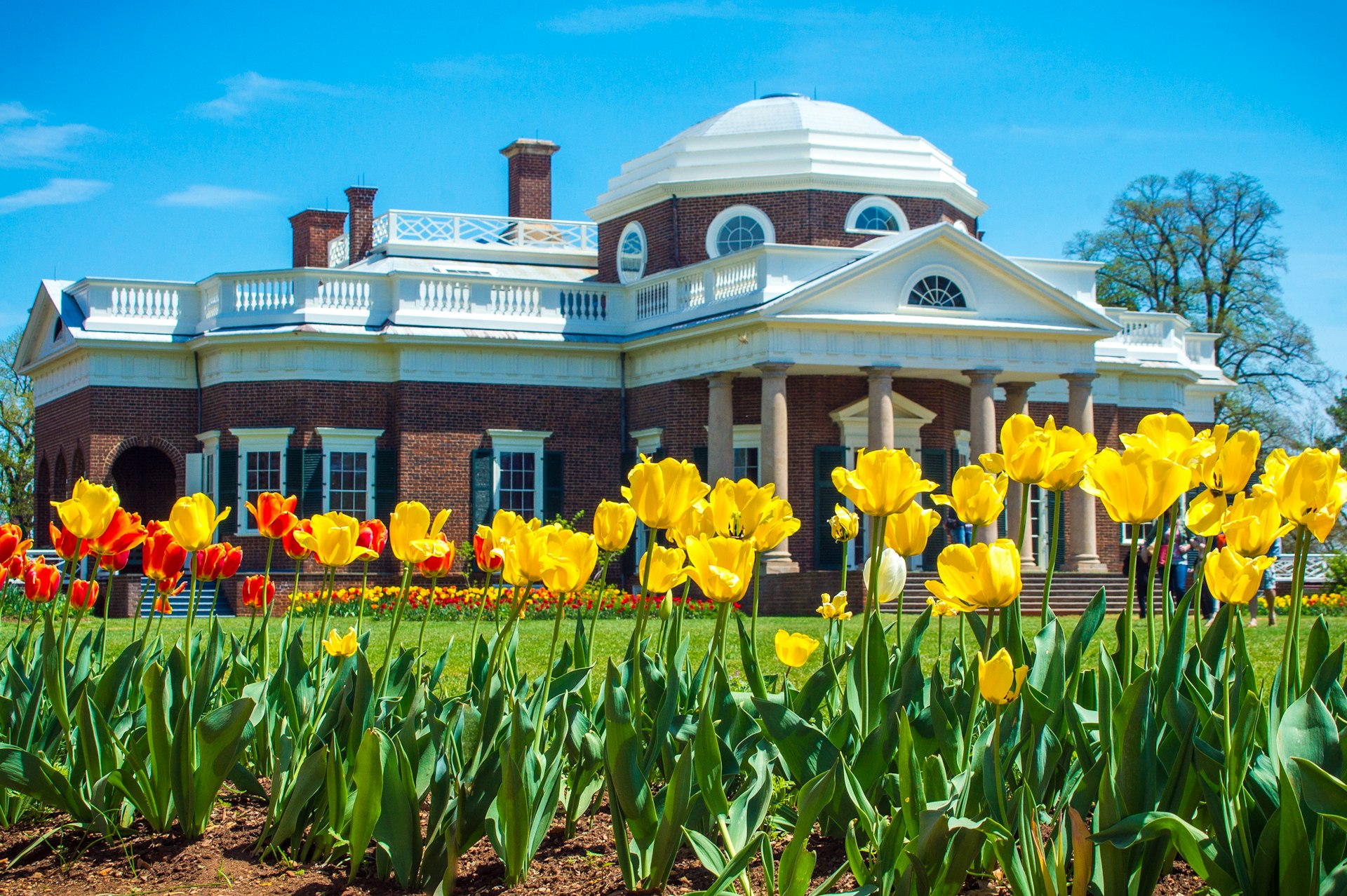 Yellow and red tulips in bloom in spring in front of Thomas Jefferson’s Monticello outside of Charlottesville, Virginia