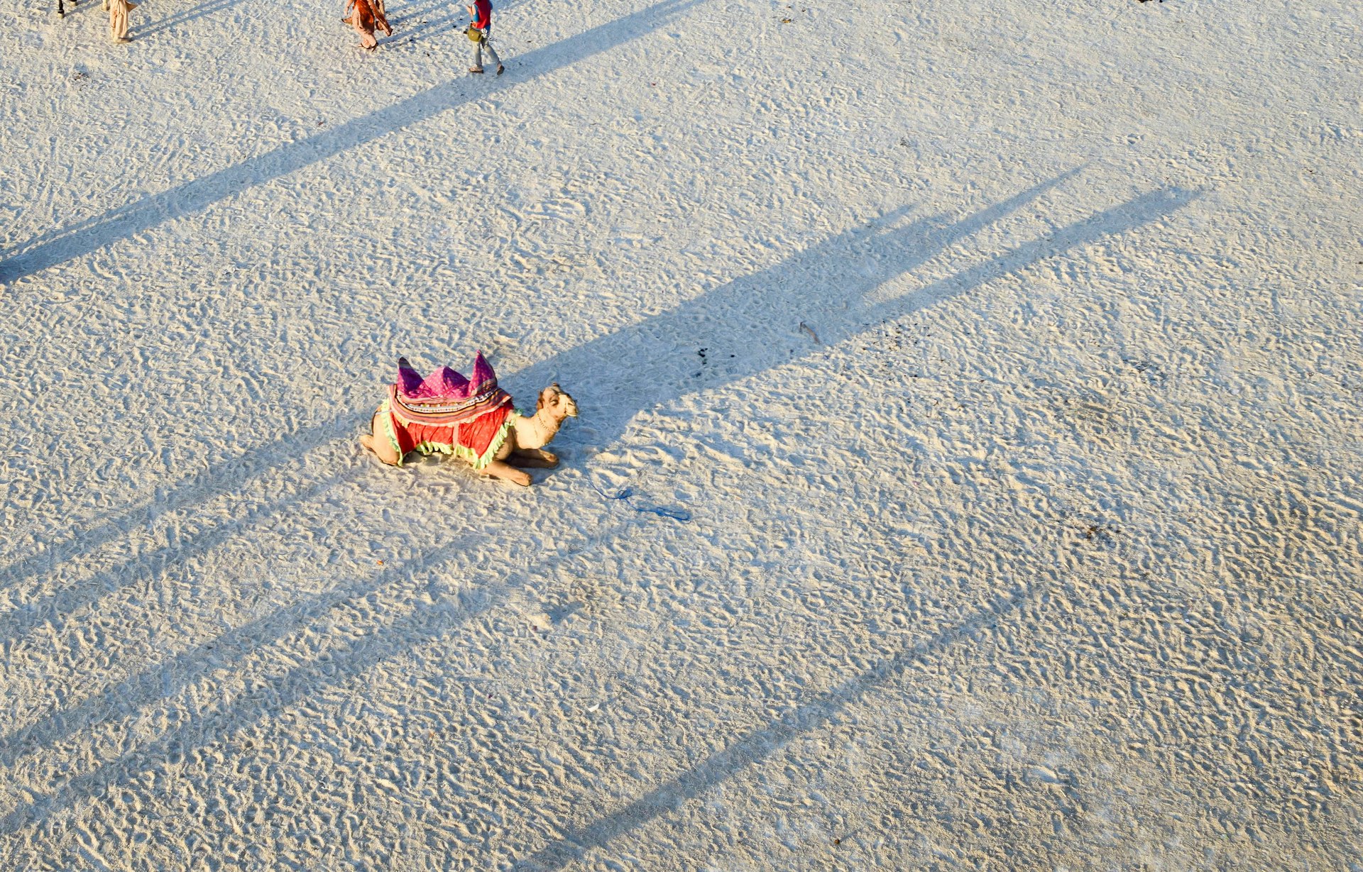 A camel sits in the Rann of Kachchh salt desert, Gujarat, India