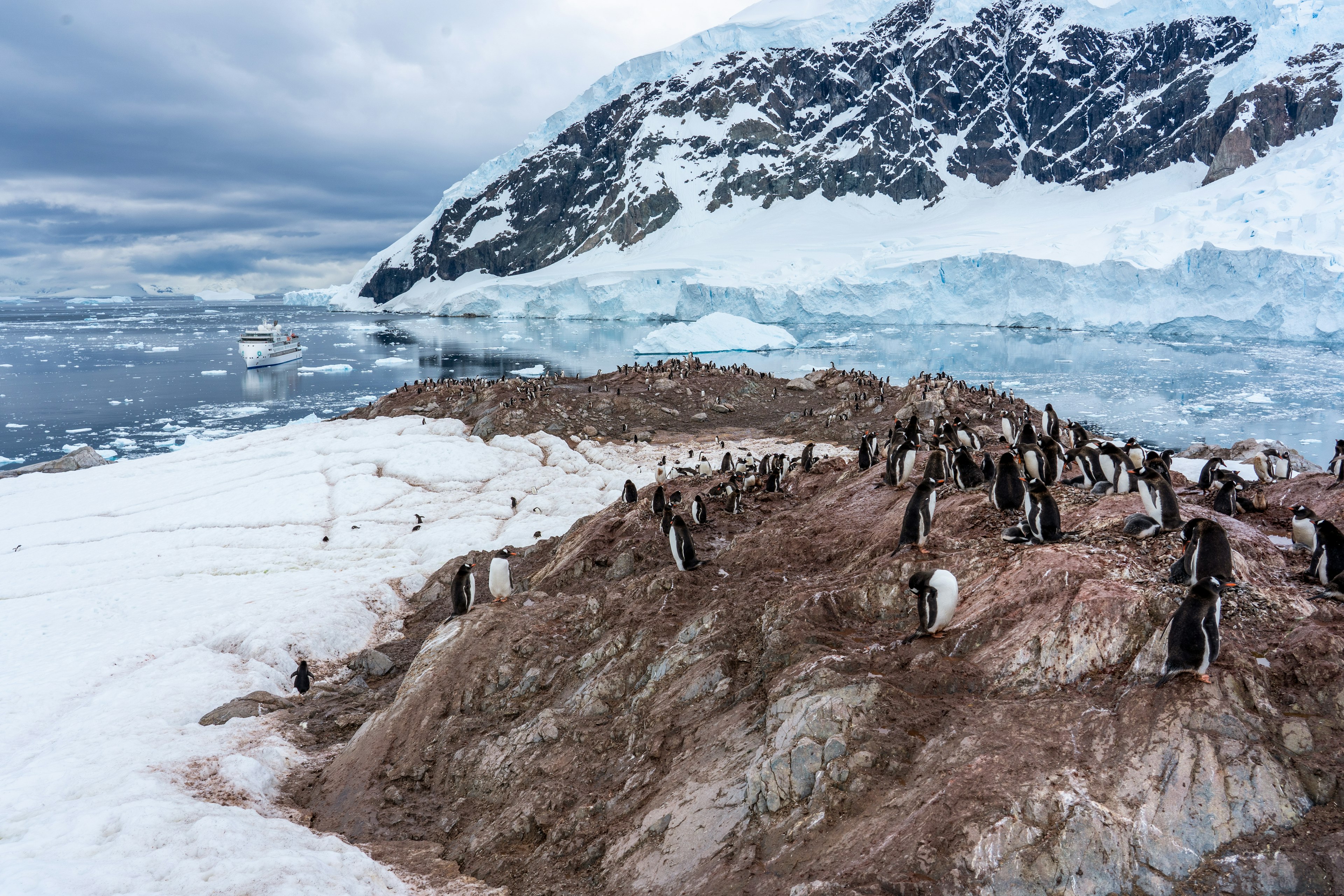 View of penguins in Neko Harbor with boat in the background.