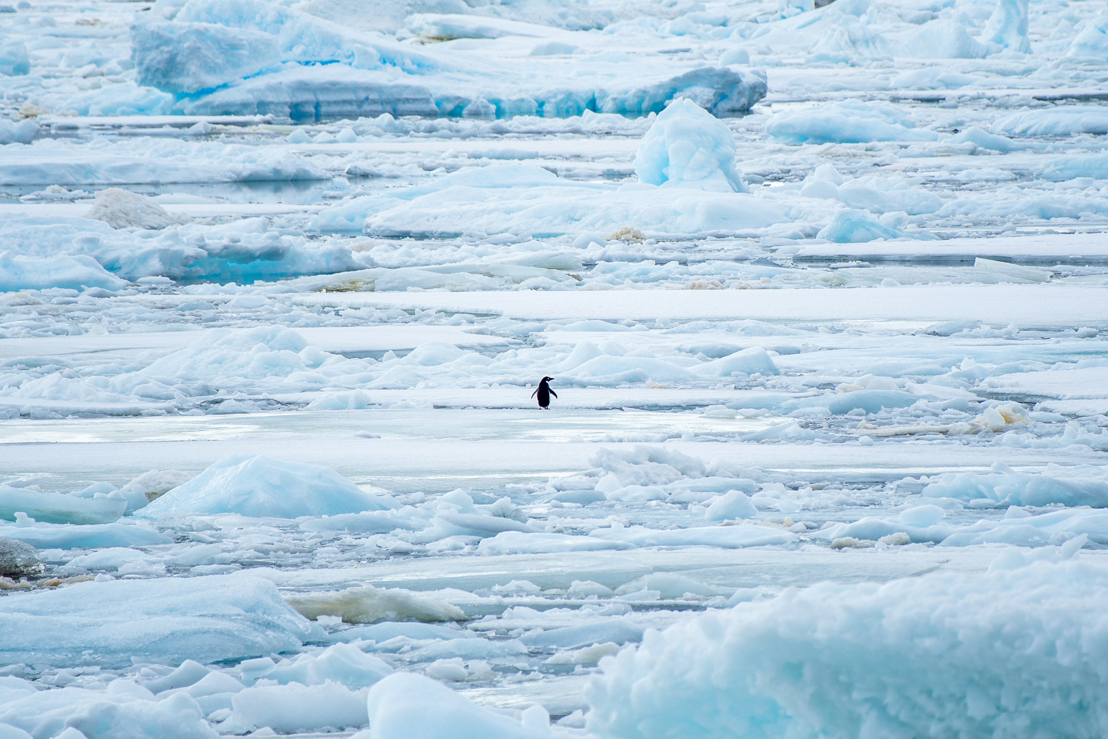 22-Antarctica-01110.jpg