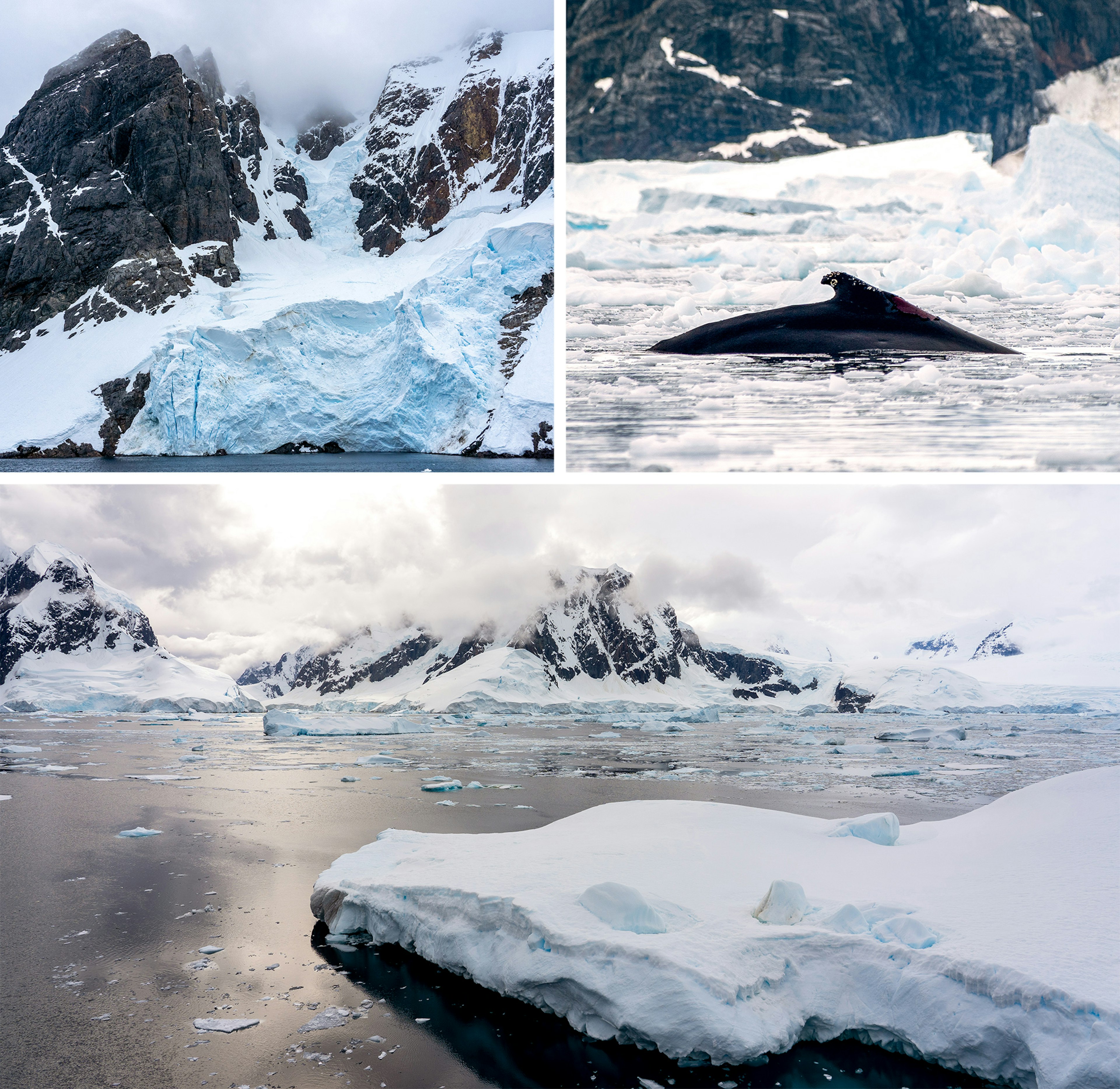 The Weddell Sea in Antartica