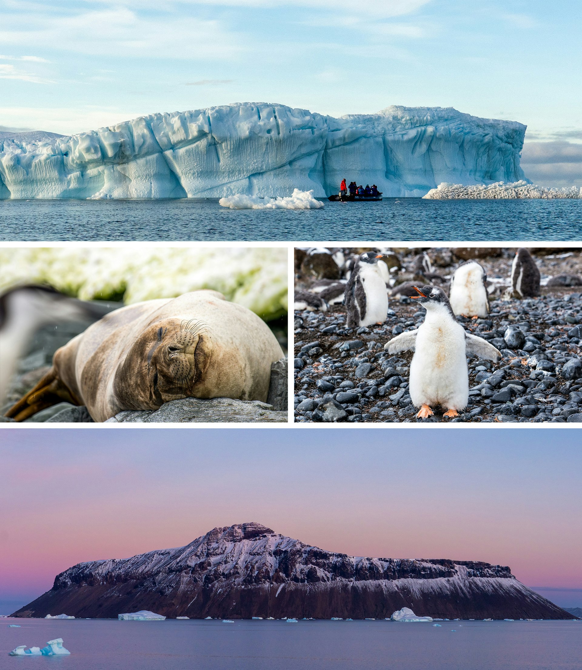 Image collage of animals found in Antartica, walrus and a penguin. 