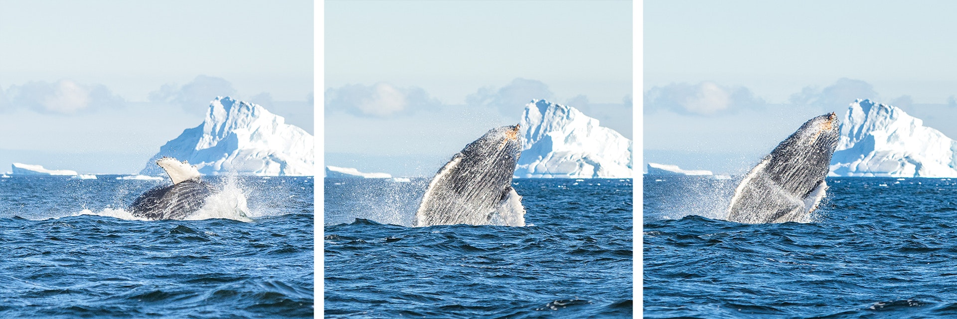 Whale breaching in Antartica. 