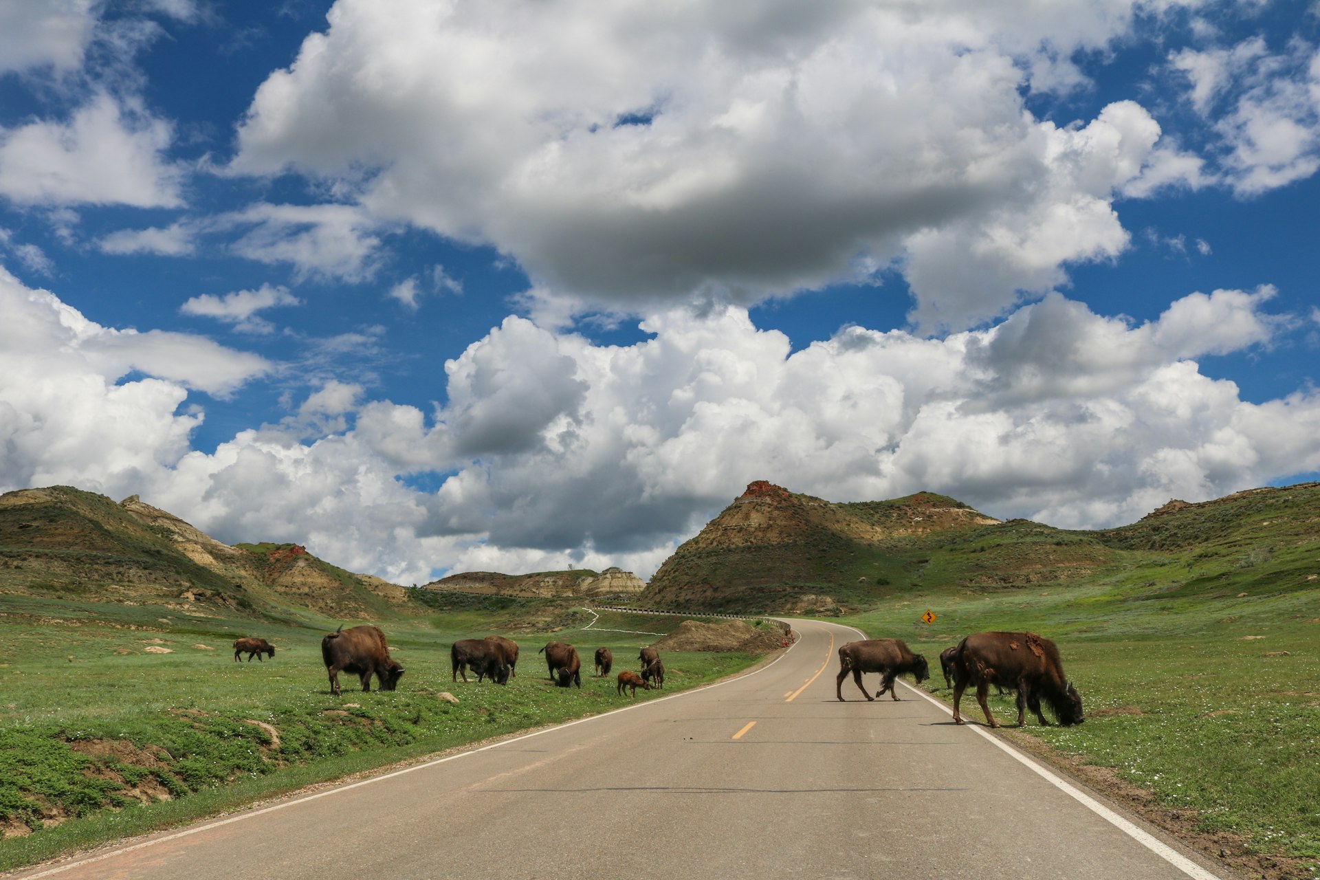 bison in Theodore Roosevelt National Park, North Dakota