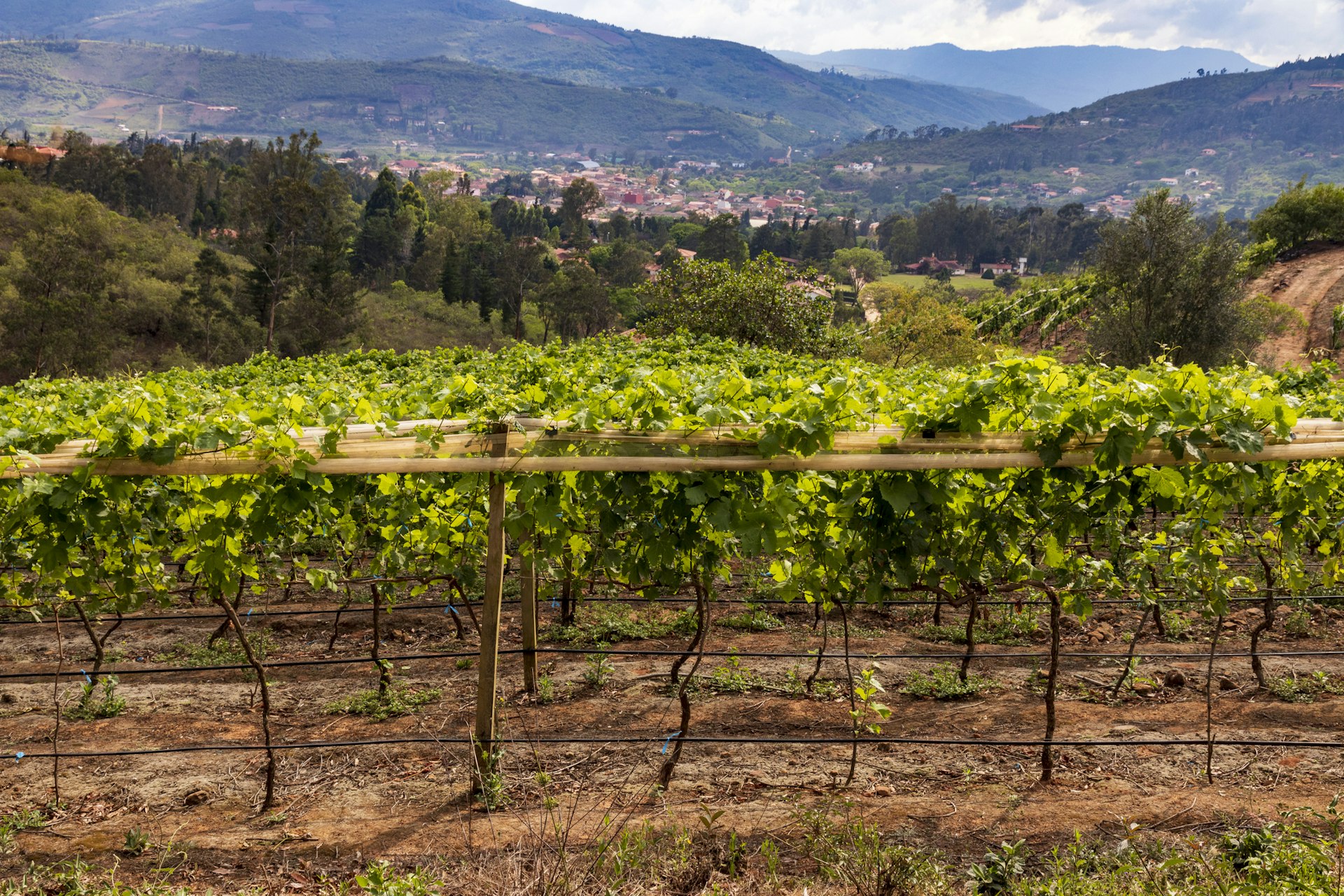 A vineyard stretches out towards the town of Samaipata, Bolivia