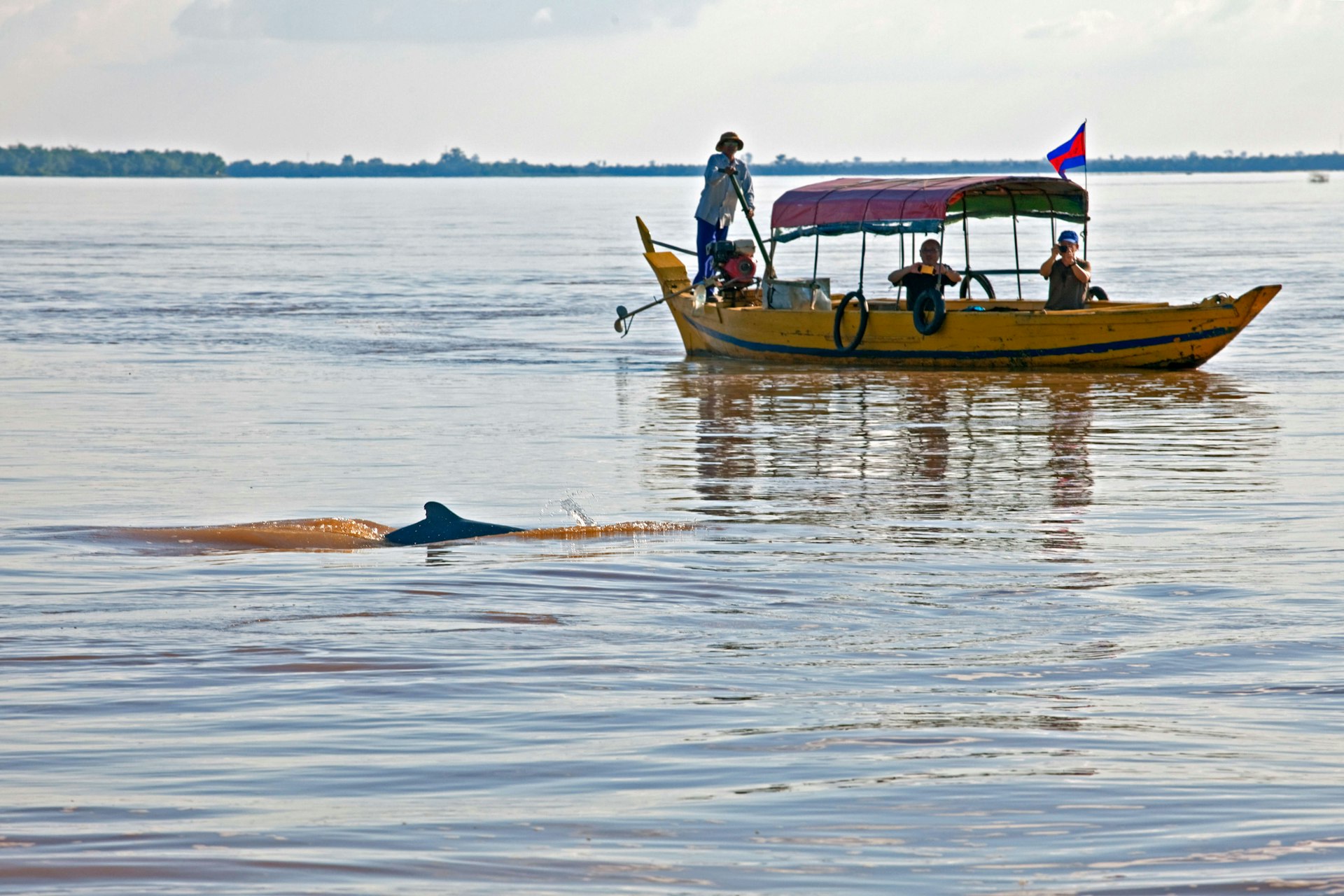 Fresh water dolphins surrounding a small boat in Kratie, Cambodia