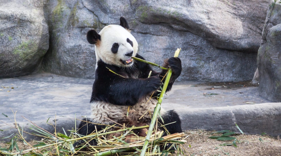 Toronto, Canada - March 12, 2016: Giant panda Da Mao eating bamboo in Toronto Zoo, Canada.  ; Shutterstock ID 1023482665; your: Bridget Brown; gl: 65050; netsuite: Online Editorial; full: POI Image Update