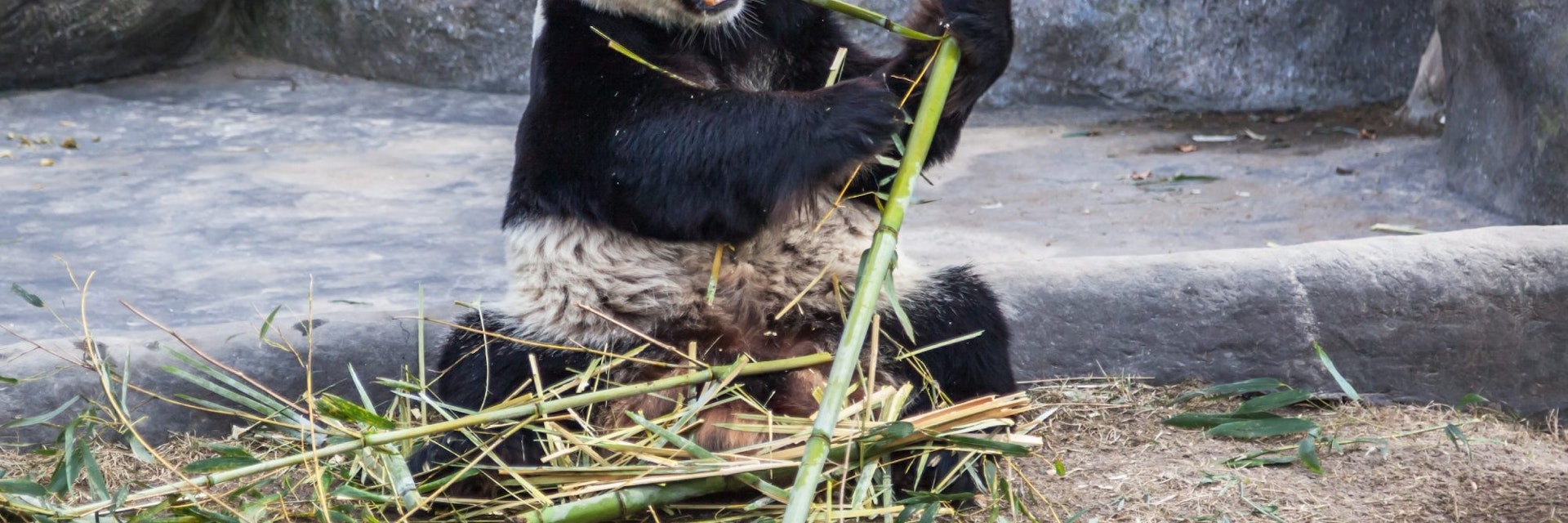 Toronto, Canada - March 12, 2016: Giant panda Da Mao eating bamboo in Toronto Zoo, Canada.  ; Shutterstock ID 1023482665; your: Bridget Brown; gl: 65050; netsuite: Online Editorial; full: POI Image Update