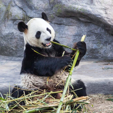 Toronto, Canada - March 12, 2016: Giant panda Da Mao eating bamboo in Toronto Zoo, Canada. ; Shutterstock ID 1023482665; your: Bridget Brown; gl: 65050; netsuite: Online Editorial; full: POI Image Update