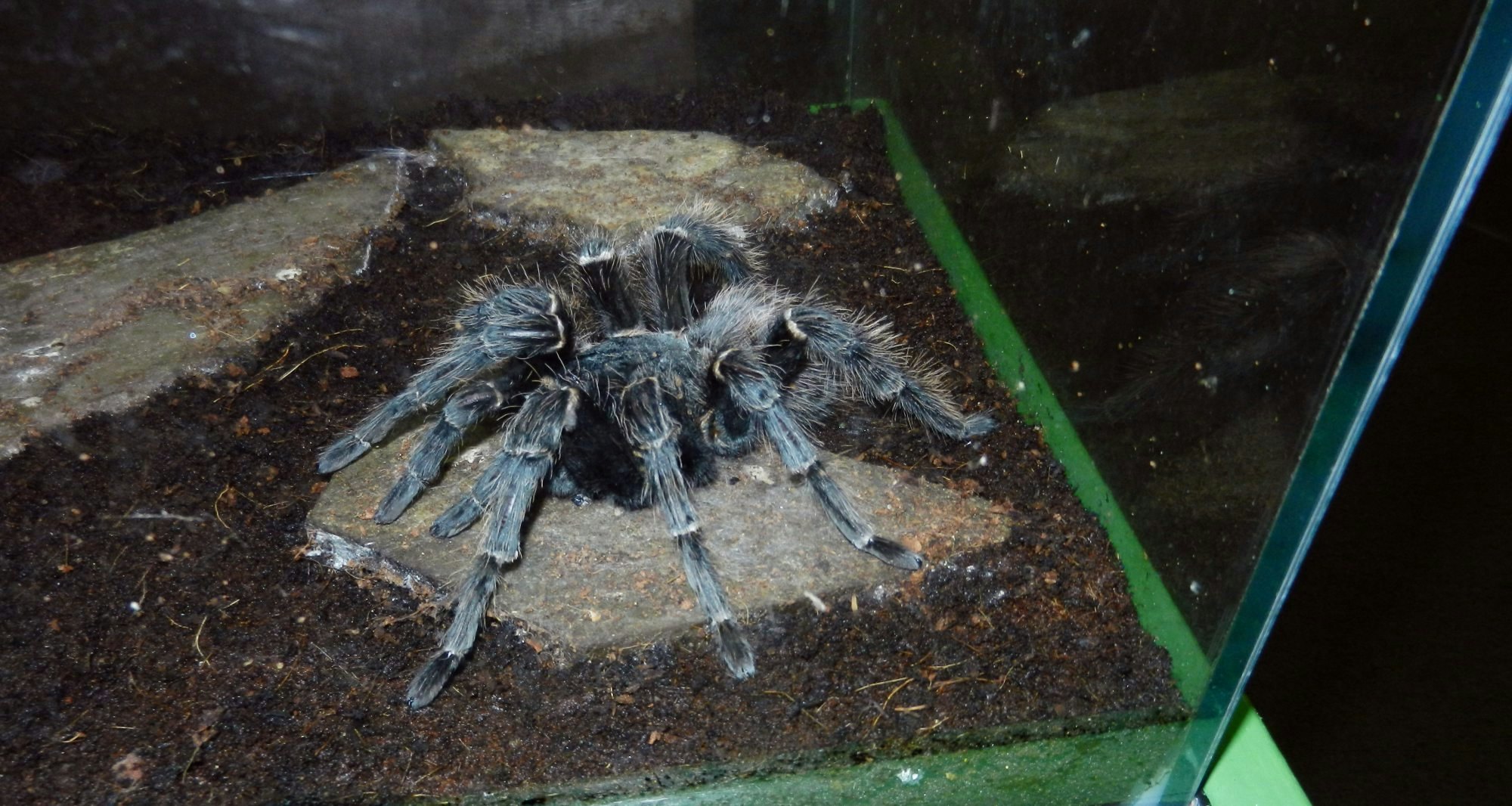 VICTORIA, BC/CANADA - APRIL 27 2015:Tarantula spider in the bugs zoo in Victoria BC, Canada on April 27 2015; Shutterstock ID 1427078042; your: Bridget Brown; gl: 65050; netsuite: Online Editorial; full: POI Image Update
Victoria Bug Zoo