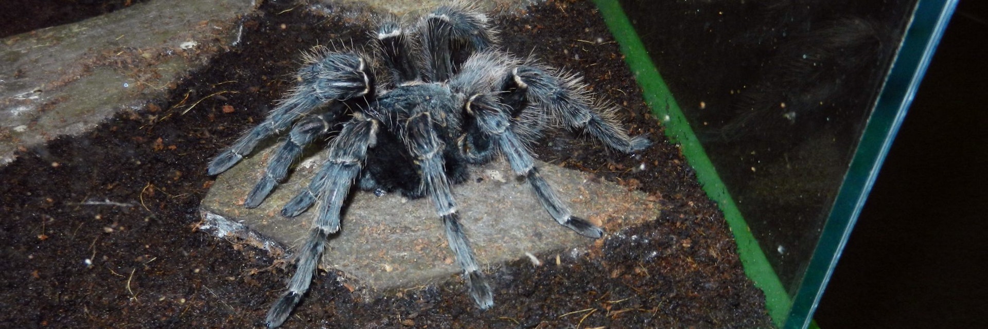 VICTORIA, BC/CANADA - APRIL 27 2015:Tarantula spider in the bugs zoo in Victoria BC, Canada on April 27 2015; Shutterstock ID 1427078042; your: Bridget Brown; gl: 65050; netsuite: Online Editorial; full: POI Image Update

Victoria Bug Zoo

