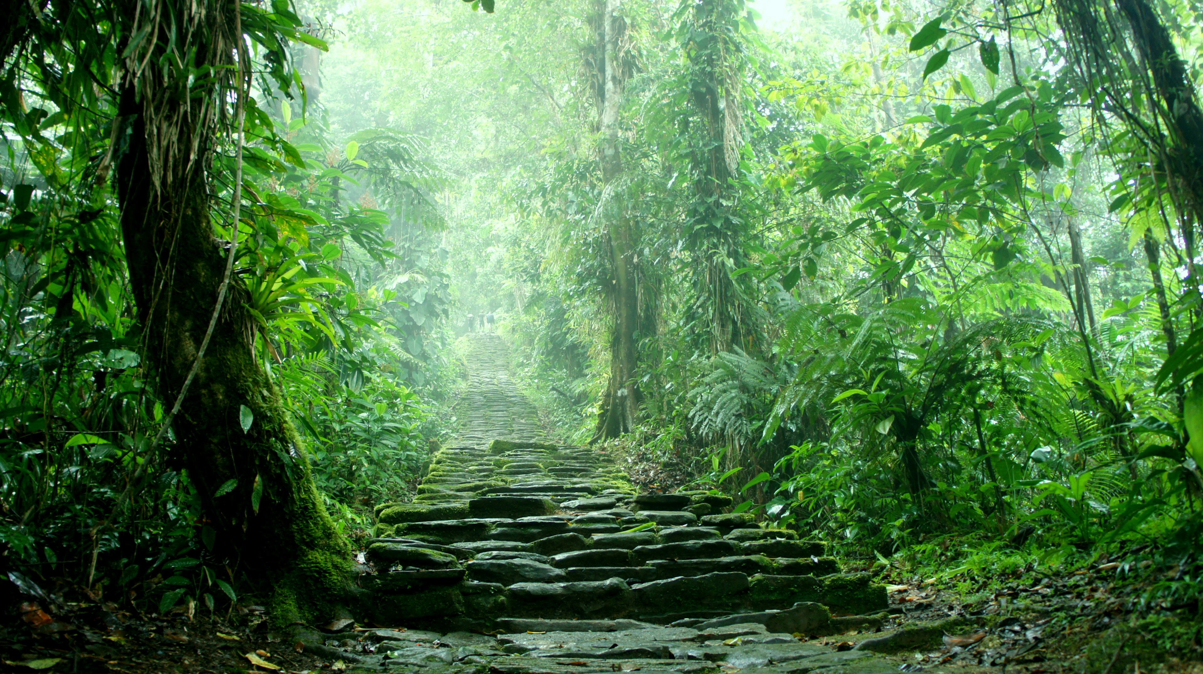 A staircase deep in the jungle, part of the ruins of Ciudad Perdida (Lost City), Colombia