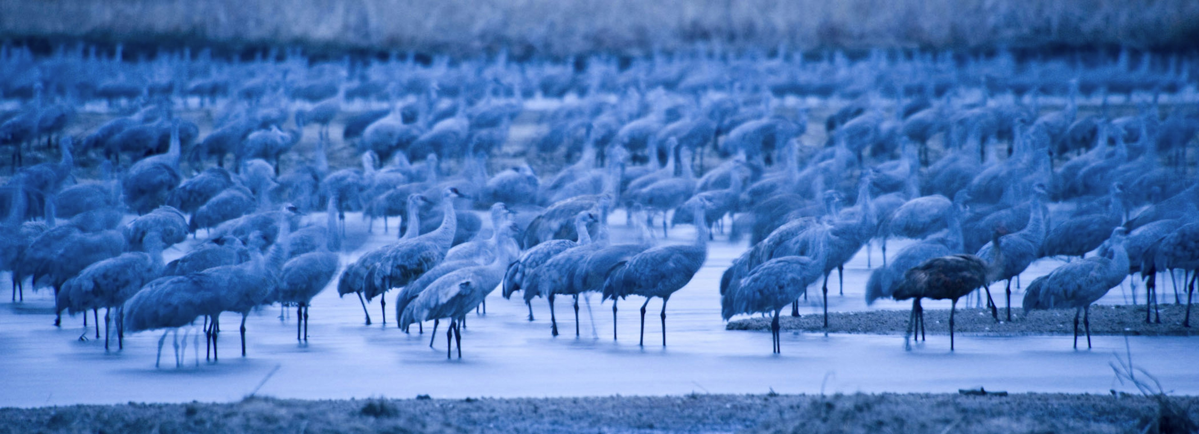 Cranes in Nebraska