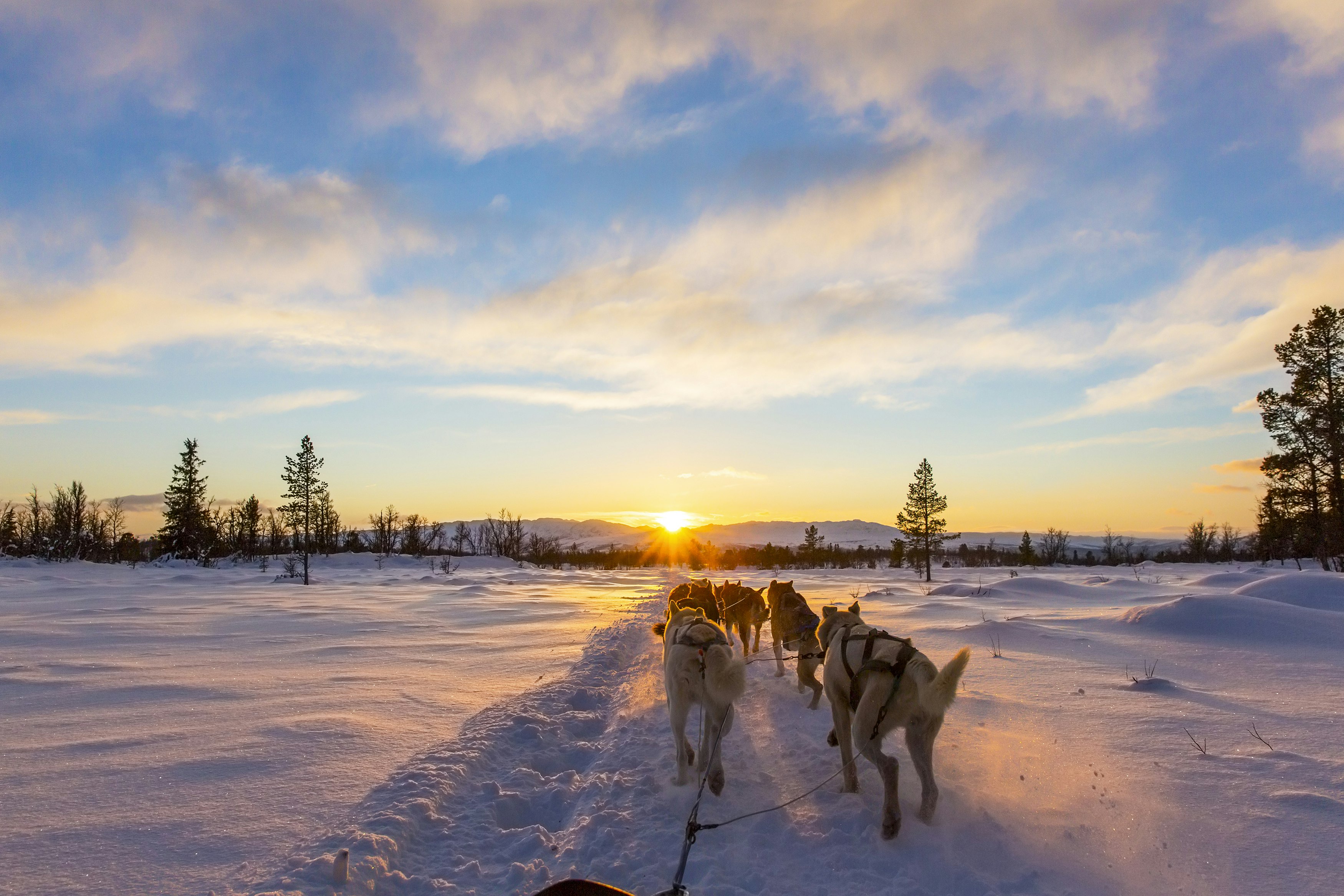 Dog sledding with huskies in beautiful sunset in Greenland