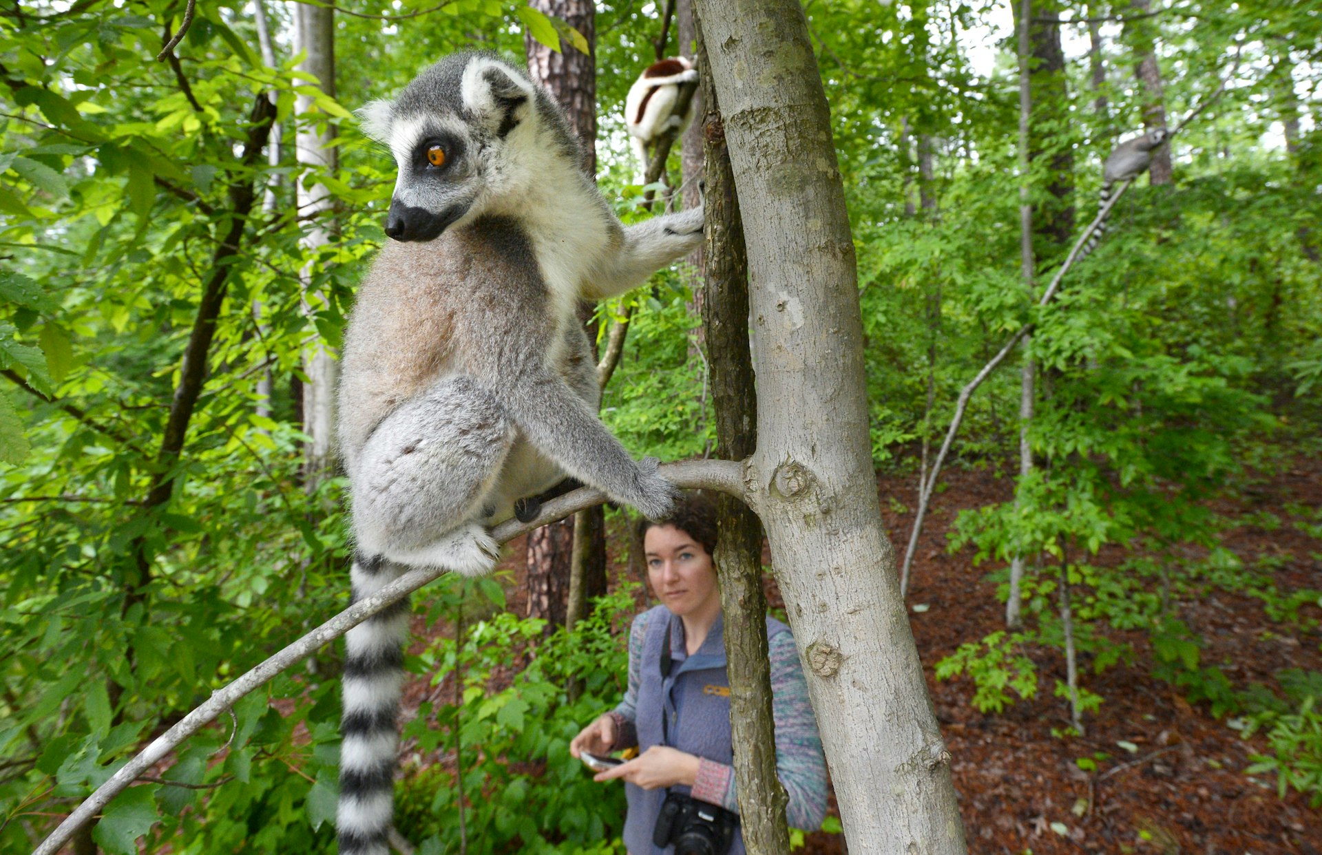 A lemur looks off to the left as it stands on a tree branch. There is a woman carrying a camera looking up at the lemur in the forest. 