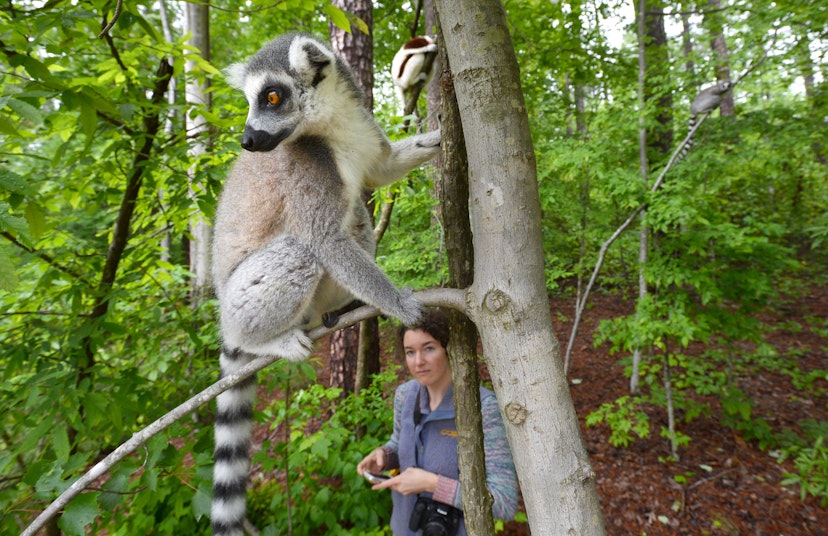 A lemur looks off to the left as it stands on a tree branch. There is a woman carrying a camera looking up at the lemur in the forest.  
