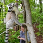 A lemur looks off to the left as it stands on a tree branch. There is a woman carrying a camera looking up at the lemur in the forest.  