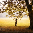 Rear View Of Woman Photographing By Tree In Park - stock photo